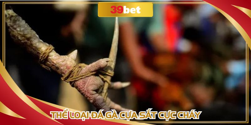 Thức thức cực hot trong đá gà SV128 King88s