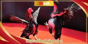 Trực Tiếp Đá Gà Đòn C1: Hình Thức Đặc Biệt Tại Nhà Cái